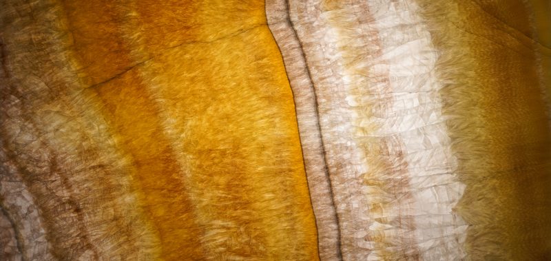 golden-vein